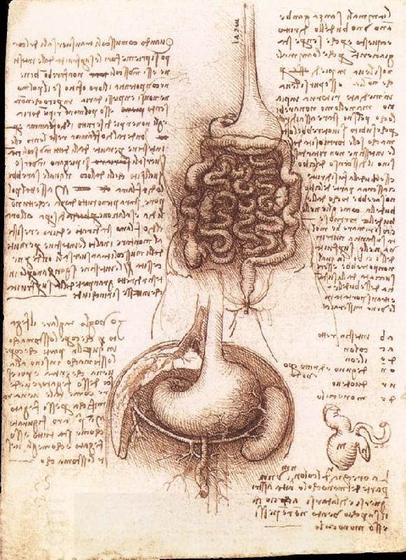 LEONARDO da Vinci Anatomical drawing of the stomach and the intestine China oil painting art